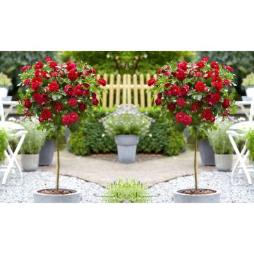 Pair of Standard Red Flowering Patio Rose Trees