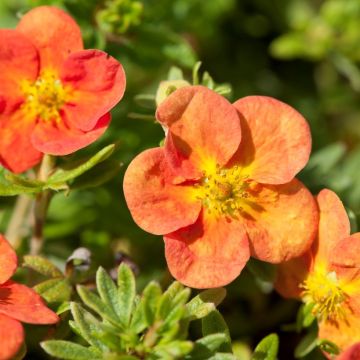 Potentilla fruticosa. 'Red Ace'