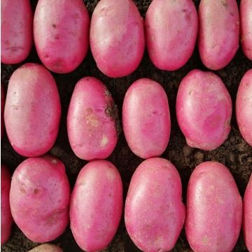 Caledonian Rose - Main Crop Seed Potatoes - Pack of 10