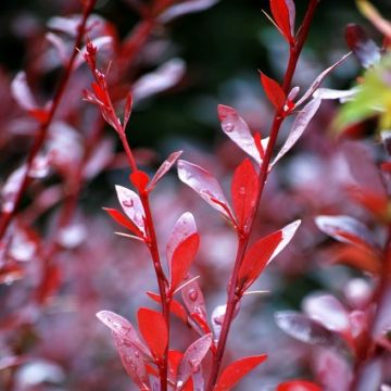 Berberis thunbergii Red Chief - Red Leaf Barberry