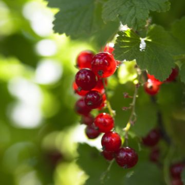 Ribes rubrum - Red Currant Standard Fruit Tree