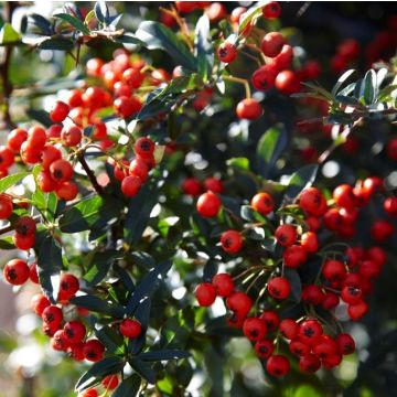 Pyracantha coccinea 'Red Cushion'