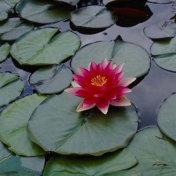 Complete Water Plant Pond Kit - Red Water Lily - Nymphaea