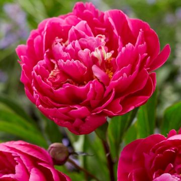 Paeonia Red - Peony Bare Root