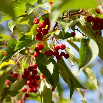 Crabapple Tree - Malus Red Sentinel - 160cm