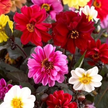 Dahlia Red Skin Mix - Pack of THREE