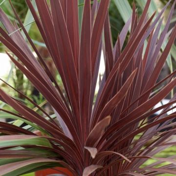Patio Palm - Purple-Red Star Class Tower Cordylines - Circa 80cm - Ideal centre piece for Patio Planters