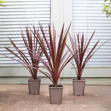 Cordyline Red Star - Stunning Red Star Torbay Palms - Pack of THREE Plants
