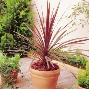 Patio Palm - Purple-Red Star Class Tower Cordylines - Ideal centre piece for Patio Planters
