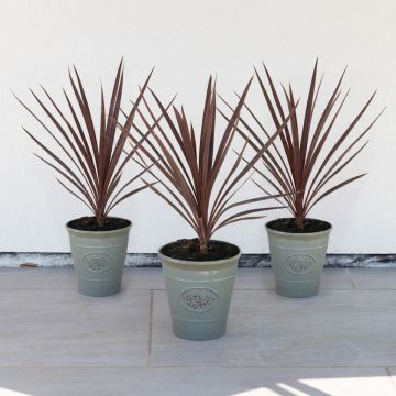 Cordyline Red Star - Stunning Red Star Torbay Palms - Pack of THREE Plants