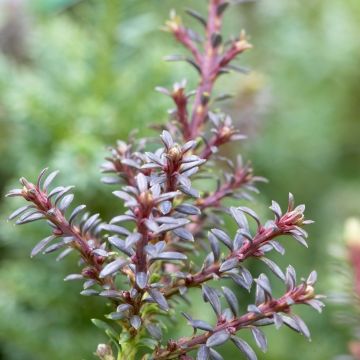 Podocarpus alpinus ‘Red Tip’ - Mountain Plum Pine