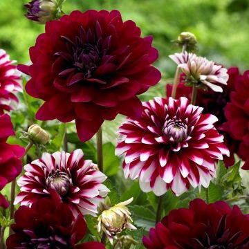 Dahlia Decorative Red / Red-White Designer Mix - Pack of THREE