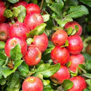 Apple Tree - Red Windsor (MM106)