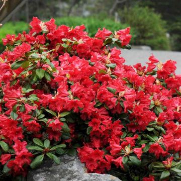 Rhododendron Scarlet Wonder - Dwarf Evergreen Rhododendron
