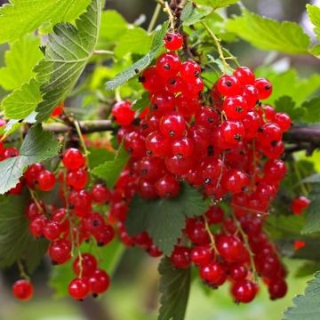 Redcurrant - Ribes