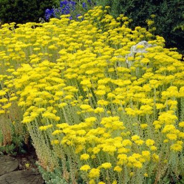 Sedum reflexum - Blue Stonecrop
