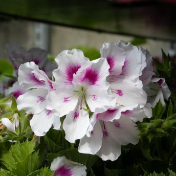 Regal Pelargonium Elegance 'Belinda White'