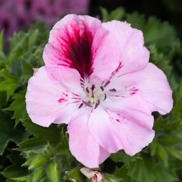 Regal Pelargonium Elegance 'David'