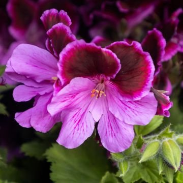 Regal Pelargonium Elegance 'Judith'