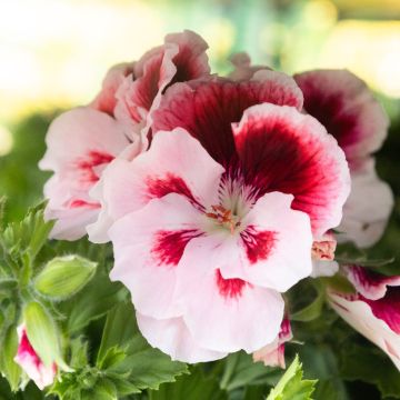 Regal Pelargonium Elegance 'Tony'