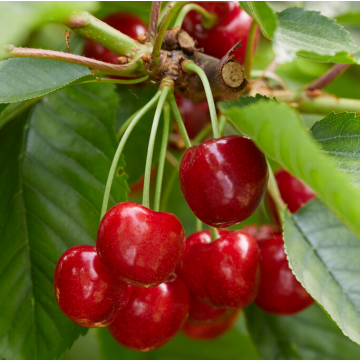 Cherry Tree - Stardust Coveu Patio (Gisela 5)