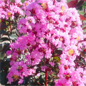 Lagerstroemia indica 'Rhapsody In Pink'  - Crepe Myrtle