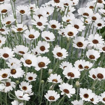 Rhodanthemum - Atlas or Morrocan Daisy