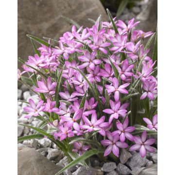 WINTER SALE - Rhodohypoxis Twinkle Stars - PINK - Star Grass Rhodoxis