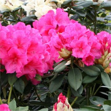 Rhododendron 'Ana'