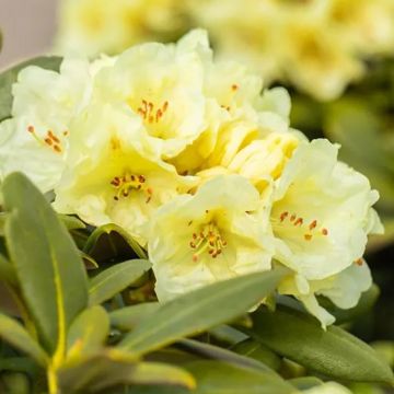 Rhododendron Centennial Gold