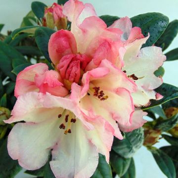 Rhododendron Dusty Miller