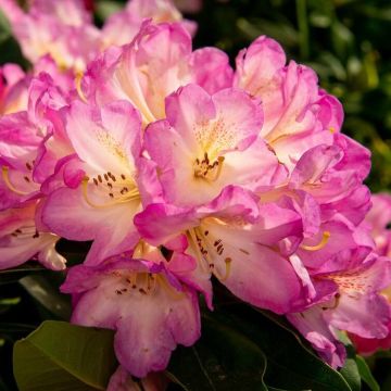Rhododendron 'Eucharitis'