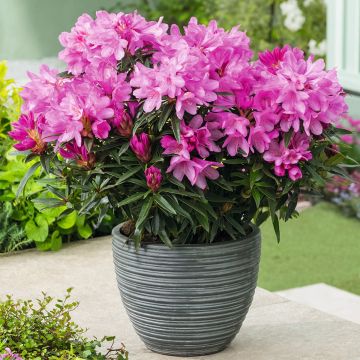 Rhododendron ponticum Graziella