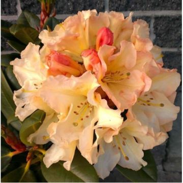 Rhododendron 'Horizon Monarch' - Patio Tree circa 50-60cm