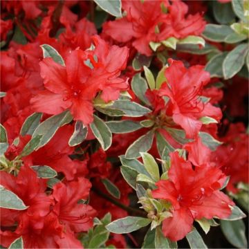 Azalea japonica Hotshot Variegata