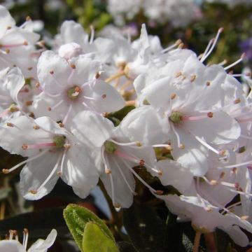 Rhododendron impeditum album - Dwarf White Rhododendron