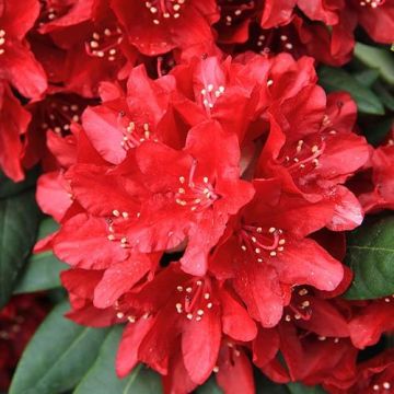 Rhododendron Leo-Patio Tree - circa 60-70cm