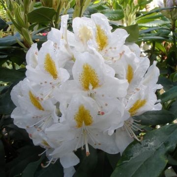 Rhododendron  'Madame Masson'  Patio Tree circa 70-80cm
