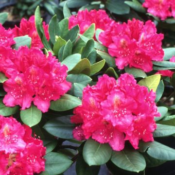 Rhododendron 'Pearce's American Beauty'