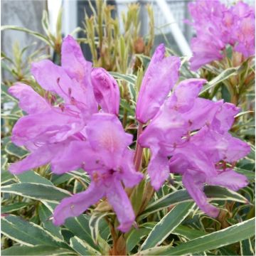 Rhododendron Ponticum Variegatum - Compact Evergreen Shrub