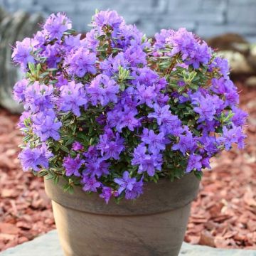 Rhododendron Purple Pillow