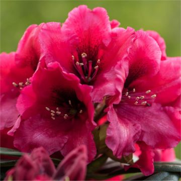 Rhododendron 'Red Devil'