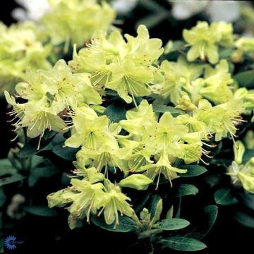 Rhododendron  'Shamrock'