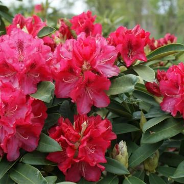 Rhododendron 'Wilgens Ruby'