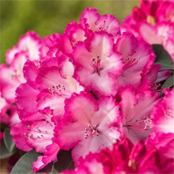 Rhododendron 'XXL Pink Ruffles'