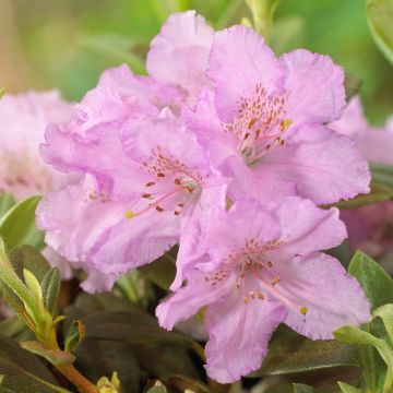 Rhododendron Lavendula