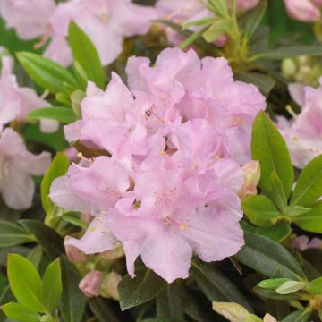 Rhododendron Robert Seleger