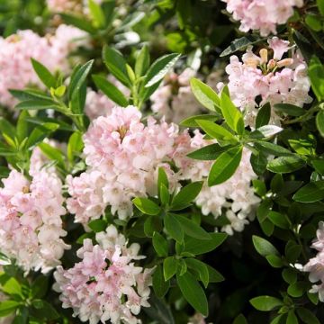 Rhododendron migranthum inkarho 'Bloombux'®