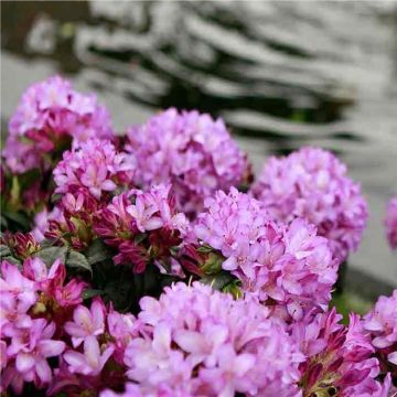 Rhododendron Fragrance - Amazingly Perfumed Evergreen