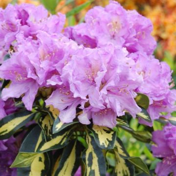 Rhododendron Gold Finger - Variegated Evergreen Goldfinger Rhododendron